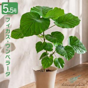 ザミオクルカス レイブン 6号 大型 黒い葉 ツヤのある葉 観葉植物 風水