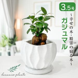 ザミオクルカス レイブン 6号 大型 黒い葉 ツヤのある葉 観葉植物 風水