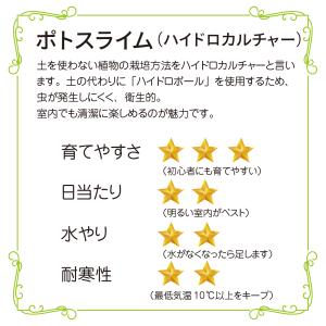 ハイドロカルチャー ポトス ライム 観葉植物 ...の詳細画像1
