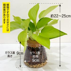 ハイドロカルチャー ポトス ライム 観葉植物 ...の詳細画像2