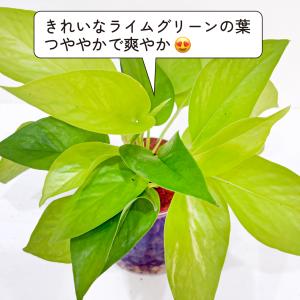 ハイドロカルチャー ポトス ライム 観葉植物 ...の詳細画像4