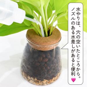 ハイドロカルチャー ポトス ライム 観葉植物 ...の詳細画像5