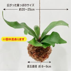 コウモリラン ビカクシダ 苔玉 観葉植物 おし...の詳細画像2