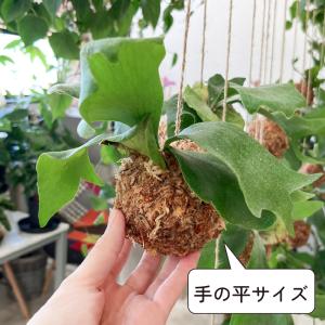 コウモリラン ビカクシダ 苔玉 観葉植物 おし...の詳細画像3