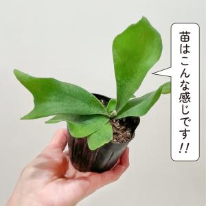 コウモリラン ビカクシダ 苔玉 観葉植物 おし...の詳細画像4