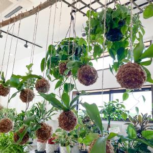 コウモリラン ビカクシダ 苔玉 観葉植物 おし...の詳細画像5
