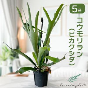 おしゃれ 観葉植物：ビカクシダ コウモリラン ネザーランド*5号 吊り鉢