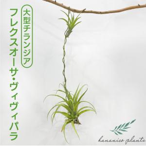 チランジア・フレクスオーサ・ヴィヴィパラ レア種...の商品画像