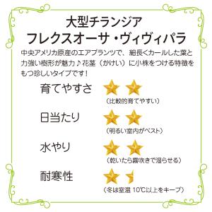 チランジア・フレクスオーサ・ヴィヴィパラ レア...の詳細画像1