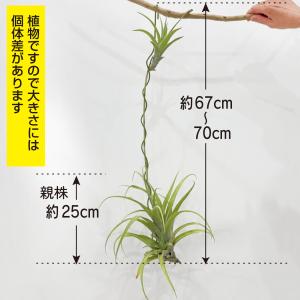 チランジア・フレクスオーサ・ヴィヴィパラ レア...の詳細画像2