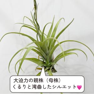 チランジア・フレクスオーサ・ヴィヴィパラ レア...の詳細画像3