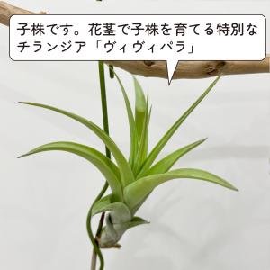 チランジア・フレクスオーサ・ヴィヴィパラ レア...の詳細画像4