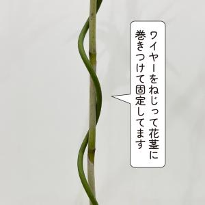 チランジア・フレクスオーサ・ヴィヴィパラ レア...の詳細画像5