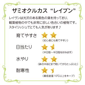 ザミオクルカス レイブン 6号 大型 黒い葉 ...の詳細画像1