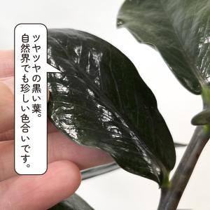 ザミオクルカス レイブン 6号 大型 黒い葉 ...の詳細画像3