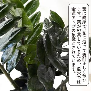 ザミオクルカス レイブン 6号 大型 黒い葉 ...の詳細画像4