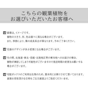 ヤシの木 観葉植物 アレカヤシ 本物 大型 ヤ...の詳細画像1