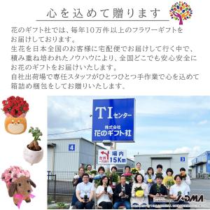 ヤシの木 観葉植物 アレカヤシ 本物 大型 ヤ...の詳細画像3