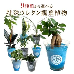 あすつく 14時まで観葉植物 小さい 鉢 おしゃれ 白 小型 ポット ガジュマル ミニ サンスベリア パキラ 多幸の木 サンセベリア トックリラン