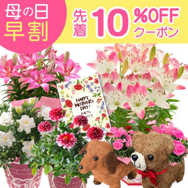 母の日 花 プレゼント 母の日ギフト 2026 ギフト カーネーション 鉢植え ゆり 百合 ユリ 花...