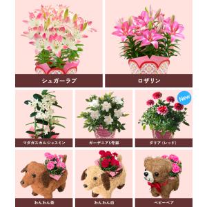 母の日 花 プレゼント 母の日ギフト 2026...の詳細画像1