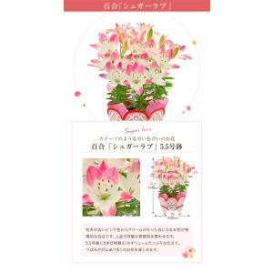 母の日 花 プレゼント 母の日ギフト 2026...の詳細画像2