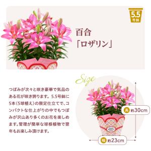 母の日 花 プレゼント 母の日ギフト 2026...の詳細画像4