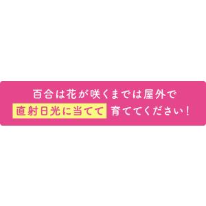 母の日 花 プレゼント 母の日ギフト 2026...の詳細画像3