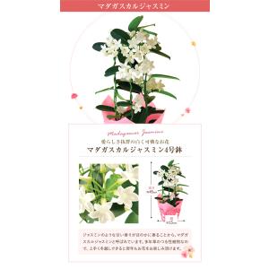 母の日 花 プレゼント 母の日ギフト 2026...の詳細画像4