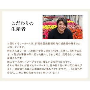 当日発送17時〆 リーガース 鉢植え ベゴニア...の詳細画像5