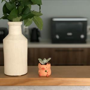 多肉植物 鉢植え 5種から選べる3鉢セットシリ...の詳細画像2