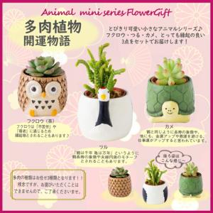 多肉植物 鉢植え 5種から選べる3鉢セットシリ...の詳細画像3