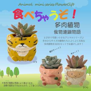 多肉植物 鉢植え 5種から選べる3鉢セットシリ...の詳細画像5