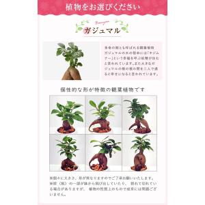 選べる80種 ガジュマル カランコエ シクラメ...の詳細画像4