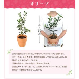 あすつく オリーブ 4号鉢 鉢植え オリーブの...の詳細画像1