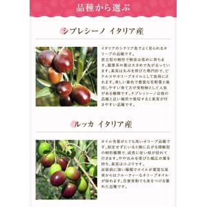 あすつく オリーブ 4号鉢 鉢植え オリーブの...の詳細画像2