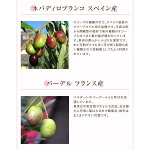 あすつく オリーブ 4号鉢 鉢植え オリーブの...の詳細画像3