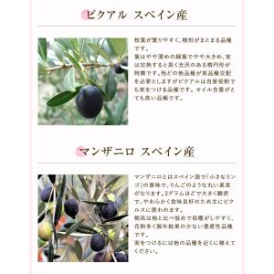 あすつく オリーブ 4号鉢 鉢植え オリーブの...の詳細画像4