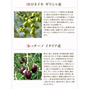 あすつく オリーブ 4号鉢 鉢植え オリーブの...の詳細画像5