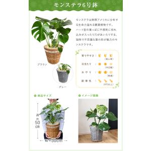あすつく 14時まで モンステラ 観葉植物 大...の詳細画像1