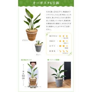 あすつく 14時まで モンステラ 観葉植物 大...の詳細画像2