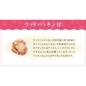 あすつく 14時まで モンステラ 観葉植物 大...の詳細画像3