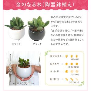 あすつく 17時まで ミニ観葉植物 ガジュマル...の詳細画像4