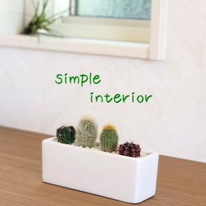 日本花キ流通 多肉植物 onセンペルビウム グローイングアンバーズ 9cm