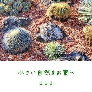 サボテン 寄せ植え 多肉植物 おまかせ 4種類...の詳細画像1