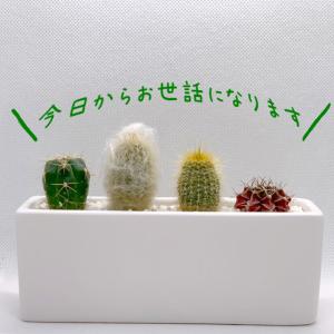サボテン 寄せ植え 多肉植物 おまかせ 4種類...の詳細画像2