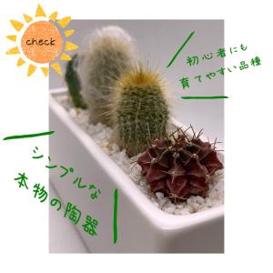 サボテン 寄せ植え 多肉植物 おまかせ 4種類...の詳細画像3
