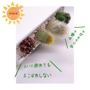 サボテン 寄せ植え 多肉植物 おまかせ 4種類...の詳細画像4