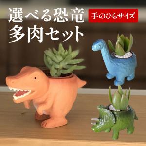 多肉植物 鉢植え 多肉 トリケラトプス ティラノサウルス ブラキオサウルス 恐竜 お祝い インテリア 雑貨 オシャレ かわいい 誕生日 プレゼント