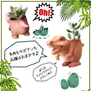 多肉植物 鉢植え 多肉 トリケラトプス ティラ...の詳細画像2